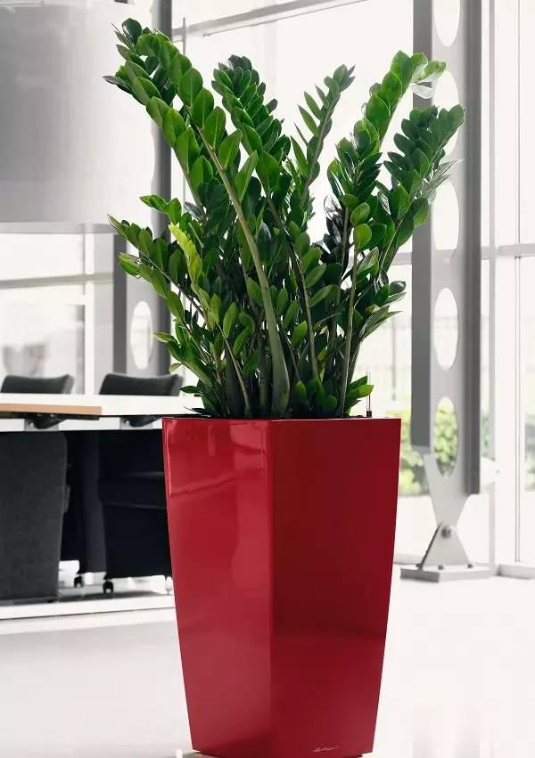 室內(nèi)綠植水培好還是土培_室內(nèi)水培綠植_室內(nèi)綠植水培還是土培好養(yǎng)