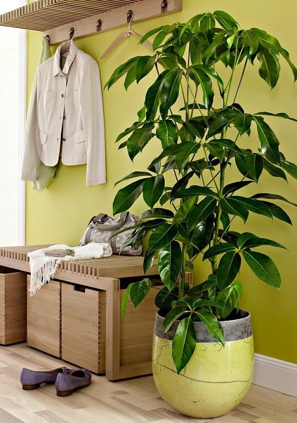 室內(nèi)綠植水培還是土培好養(yǎng)_室內(nèi)綠植水培好還是土培_室內(nèi)水培綠植
