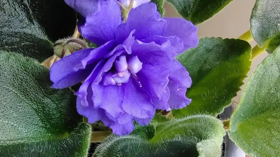 一年四季室內(nèi)開花好養(yǎng)的花_四季開花室內(nèi)花卉_開花四季室內(nèi)養(yǎng)花好嗎