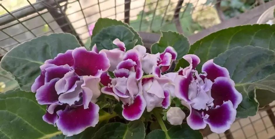 一年四季室內(nèi)開花好養(yǎng)的花_四季開花室內(nèi)花卉_開花四季室內(nèi)養(yǎng)花好嗎