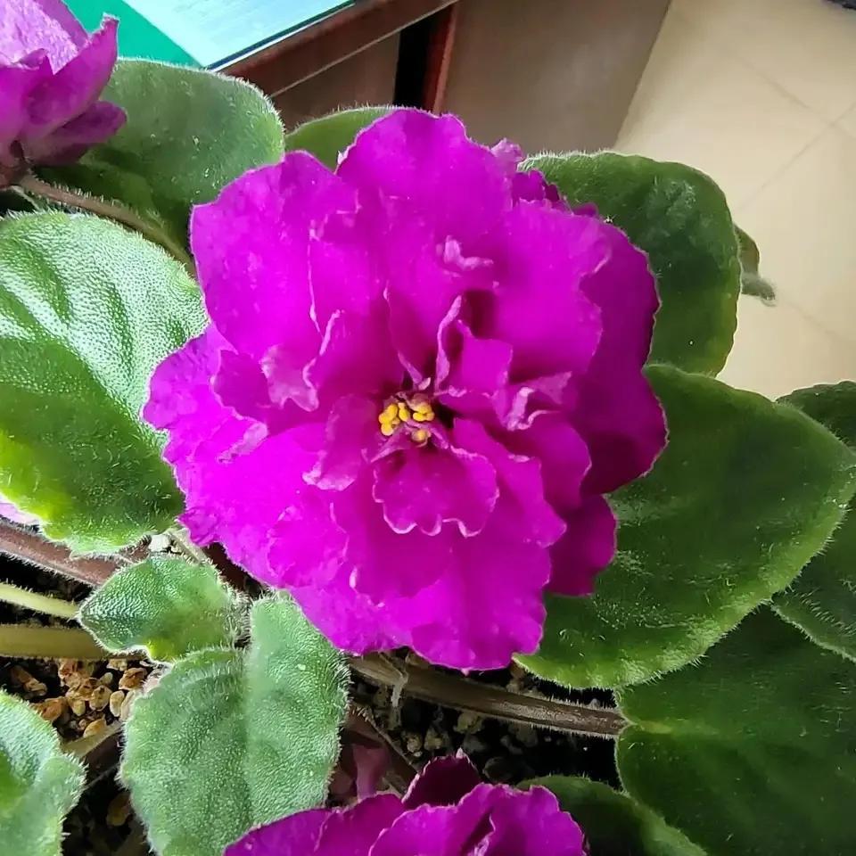 四季開花室內(nèi)花卉_開花四季室內(nèi)養(yǎng)花好嗎_一年四季室內(nèi)開花好養(yǎng)的花