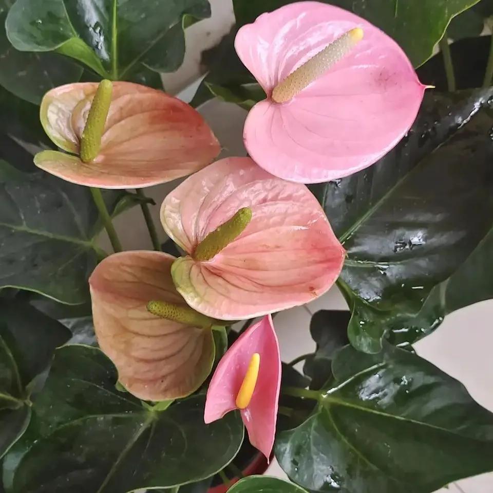 一年四季室內(nèi)開花好養(yǎng)的花_四季開花室內(nèi)花卉_開花四季室內(nèi)養(yǎng)花好嗎