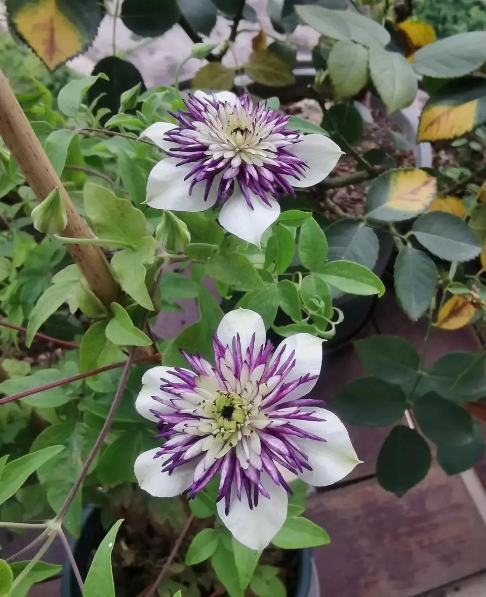開花四季室內(nèi)養(yǎng)花好嗎_四季開花室內(nèi)花卉_一年四季室內(nèi)開花好養(yǎng)的花
