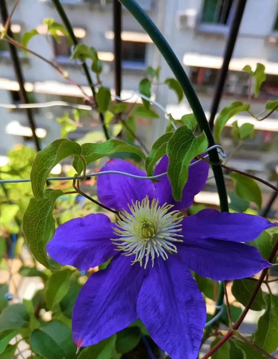 一年四季室內(nèi)開花好養(yǎng)的花_四季開花室內(nèi)花卉_開花四季室內(nèi)養(yǎng)花好嗎