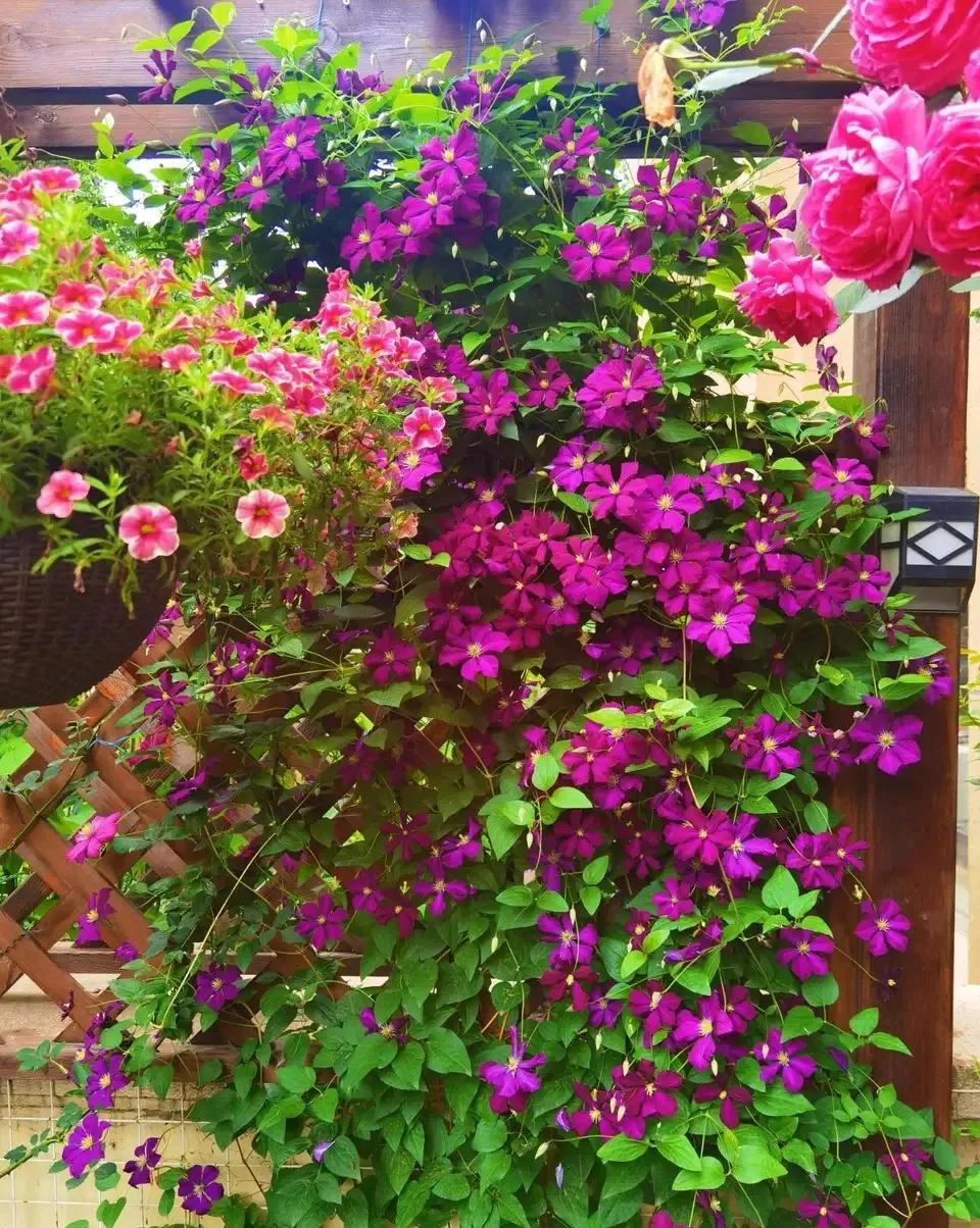 一年四季室內(nèi)開花好養(yǎng)的花_四季開花室內(nèi)花卉_開花四季室內(nèi)養(yǎng)花好嗎