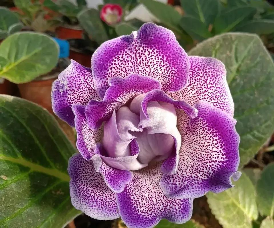 四季開花室內(nèi)花卉_一年四季室內(nèi)開花好養(yǎng)的花_開花四季室內(nèi)養(yǎng)花好嗎