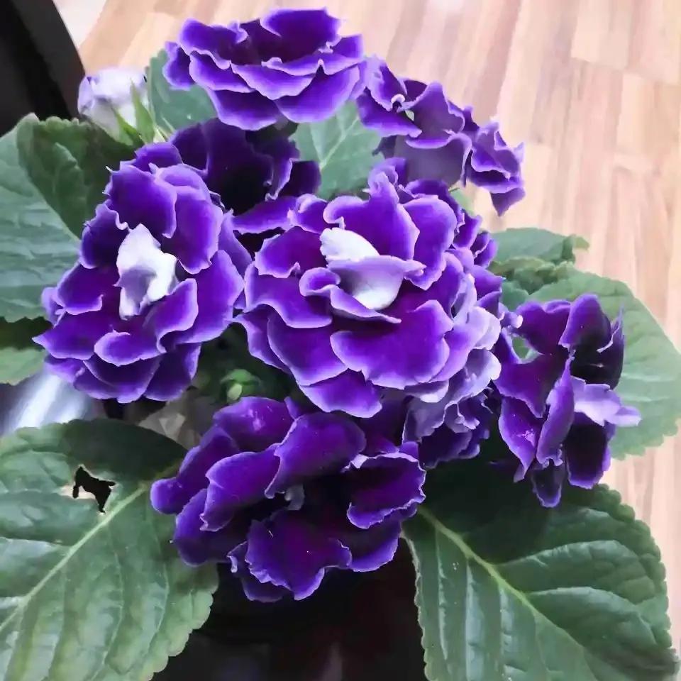 四季開花室內(nèi)花卉_一年四季室內(nèi)開花好養(yǎng)的花_開花四季室內(nèi)養(yǎng)花好嗎