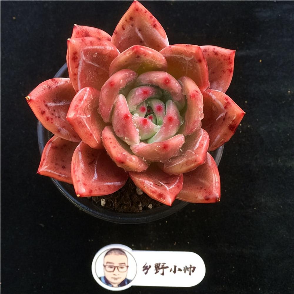 上新多肉精品，每款顏值都好，一起看看吧