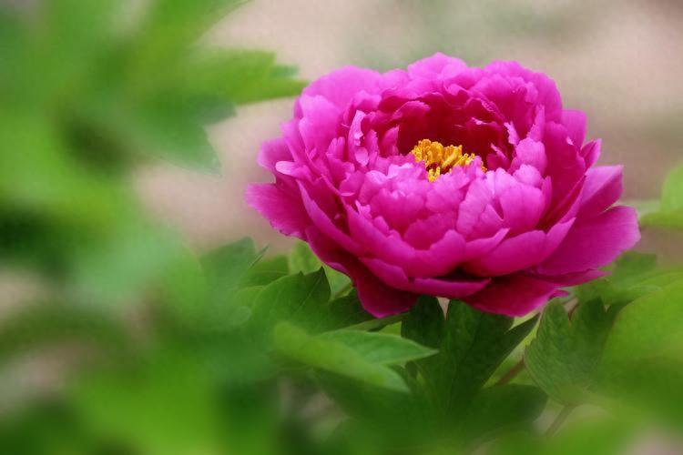 家中有這三種花，鎮(zhèn)宅旺家，看看你家養(yǎng)了哪一種？