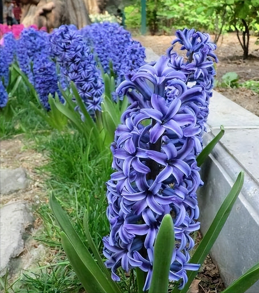 好運(yùn)家養(yǎng)帶來花的句子_好運(yùn)家養(yǎng)帶來花的圖片_家養(yǎng)什么花帶來好運(yùn)