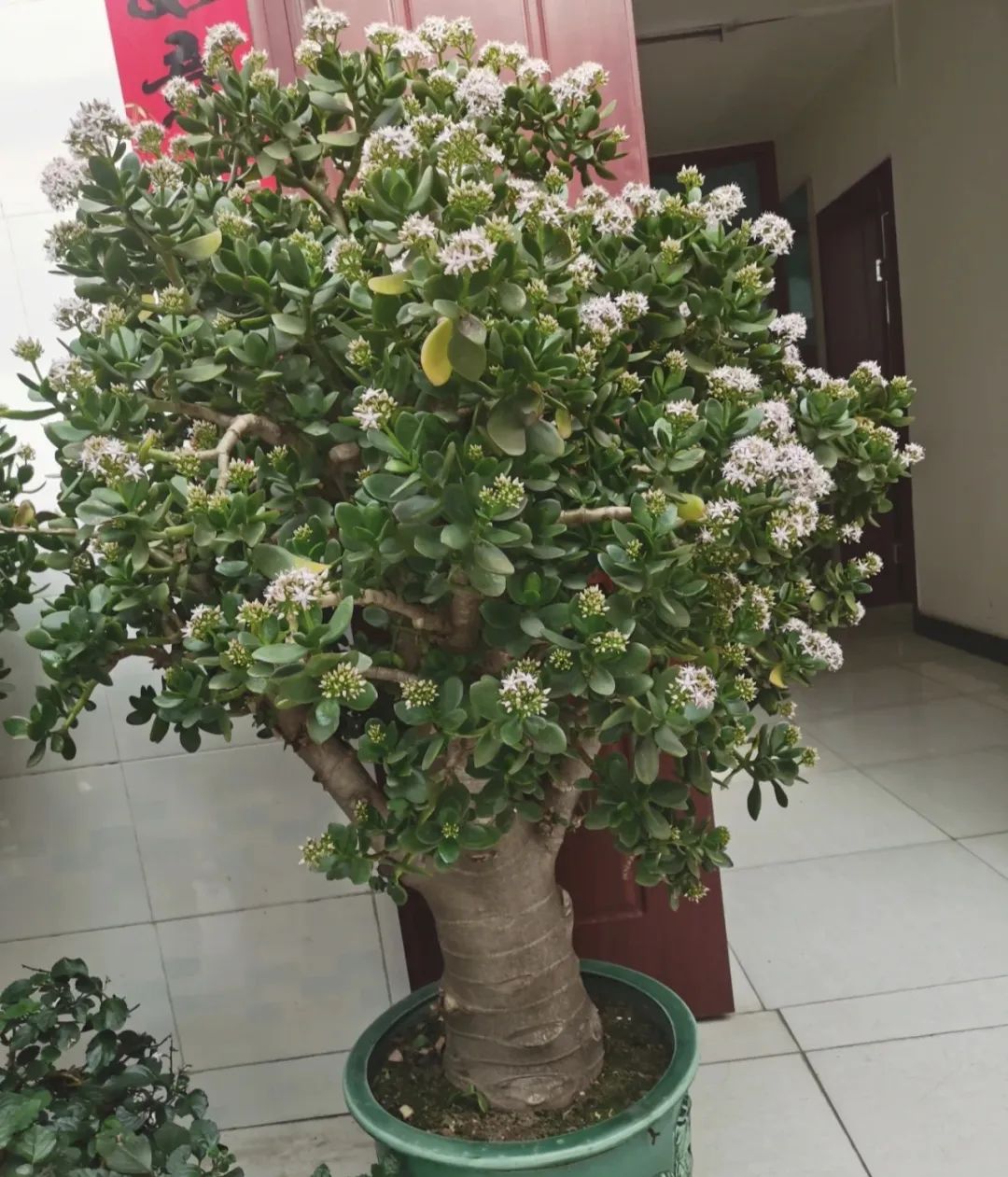 養(yǎng)室外玉樹室內適合養(yǎng)什么花_玉樹適合在室內養(yǎng)還是室外養(yǎng)_養(yǎng)室外玉樹室內適合種什么花