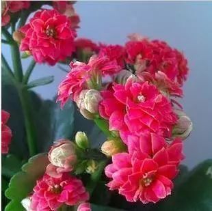 12種在零下依然凍不死又容易開(kāi)花的植物，給冬天增彩！