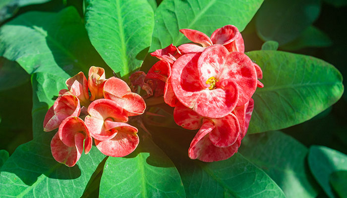 <strong>四季常開(kāi)的花有哪些 有哪些花可以四季常開(kāi)</strong>