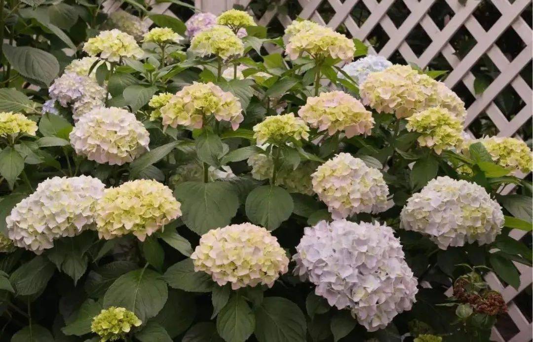 家里采光差不能養(yǎng)花？別擔心，還有四種解決辦法