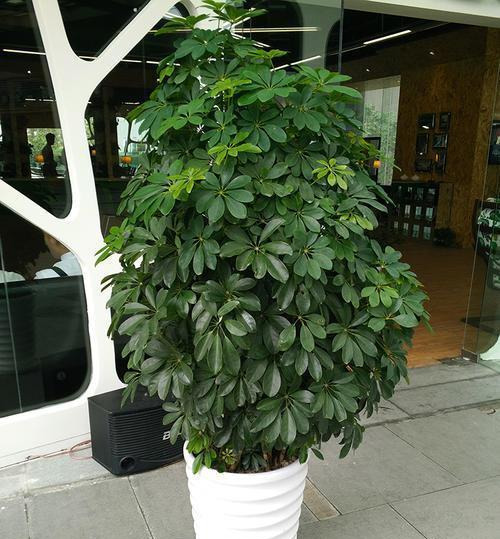 養(yǎng)這4盆花，在家吸煙也不怕，二手煙吸光光，空氣清新，一家健康