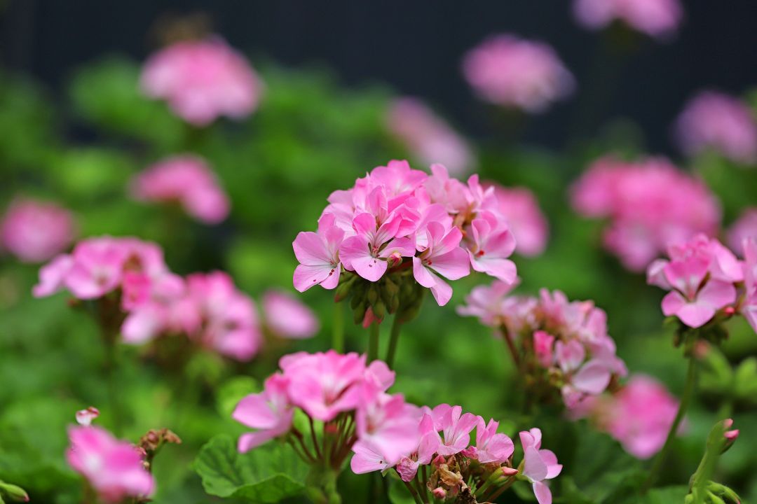 秋天種什么花？4種花很適合，好養(yǎng)易活，花期長開花多