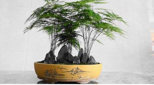 這兩種綠植簡單好養(yǎng)又能旺運！家居好伙伴！