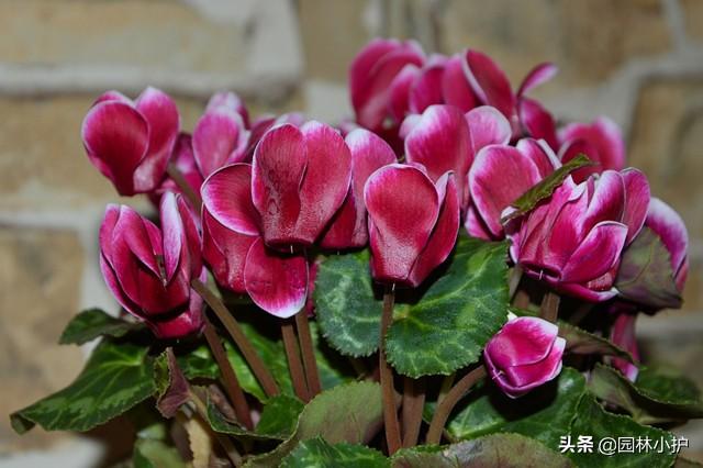 耐寒植物室內養(yǎng)殖_適合室內養(yǎng)殖的耐寒植物_養(yǎng)殖室內耐寒植物有哪些