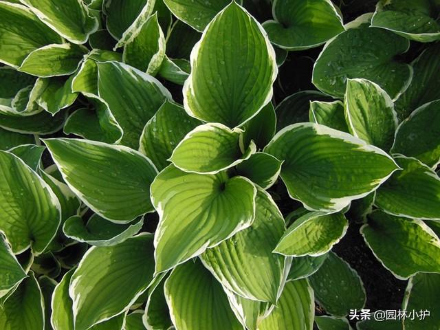 耐寒植物室內養(yǎng)殖_適合室內養(yǎng)殖的耐寒植物_養(yǎng)殖室內耐寒植物有哪些