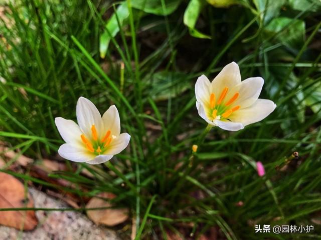 養(yǎng)殖室內耐寒植物有哪些_適合室內養(yǎng)殖的耐寒植物_耐寒植物室內養(yǎng)殖