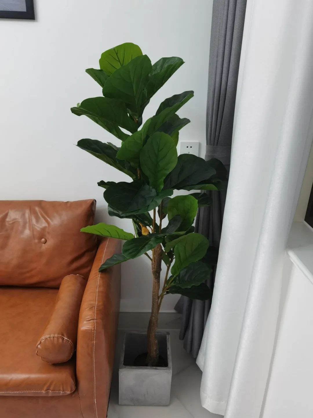 哪些可以提升空間質(zhì)感的綠植？這10種綠植擺在家里，空間很有氣質(zhì)