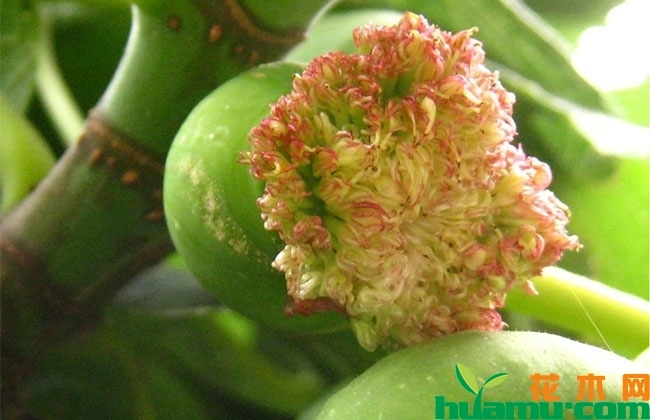 無(wú)花果開花嗎？無(wú)花果的花長(zhǎng)什么樣子?