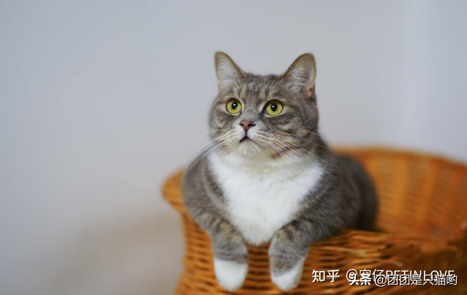 貓咪體內(nèi)外驅(qū)蟲(chóng)多久一次，為什么？